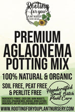 Load image into Gallery viewer, Aglaonema Premium Potting Mix
