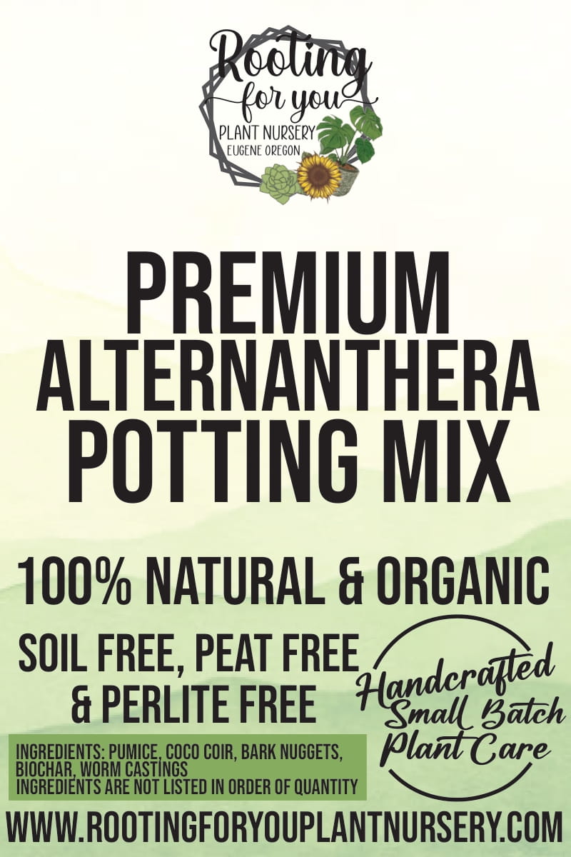 Party Time Alternanthera Premium Potting Mix